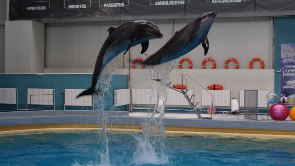 Show la Delfinariul Constanța. FOTO Adrian Boioglu