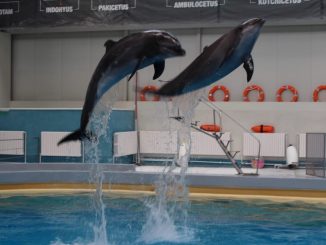 Show la Delfinariul Constanța. FOTO Adrian Boioglu