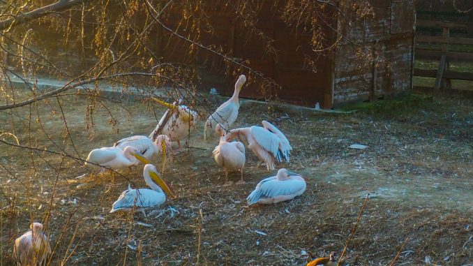 Păsări la Microrezervația Constanța. FOTO Cătălin Schipor