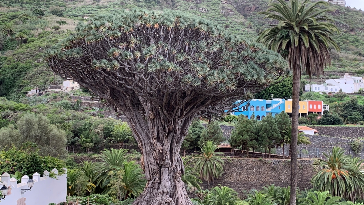 copacul Dragonului Milenar, Tenerife, Spania. FOTO Adrian Boioglu