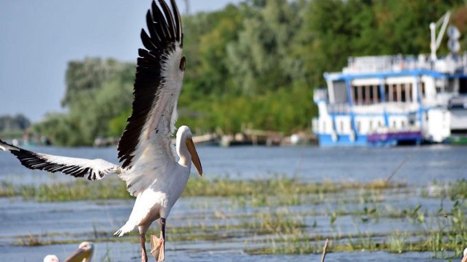 Delta Dunării, în topul preferințelor turiștilor români în minivacanța de Rusalii. FOTO AMDTDD